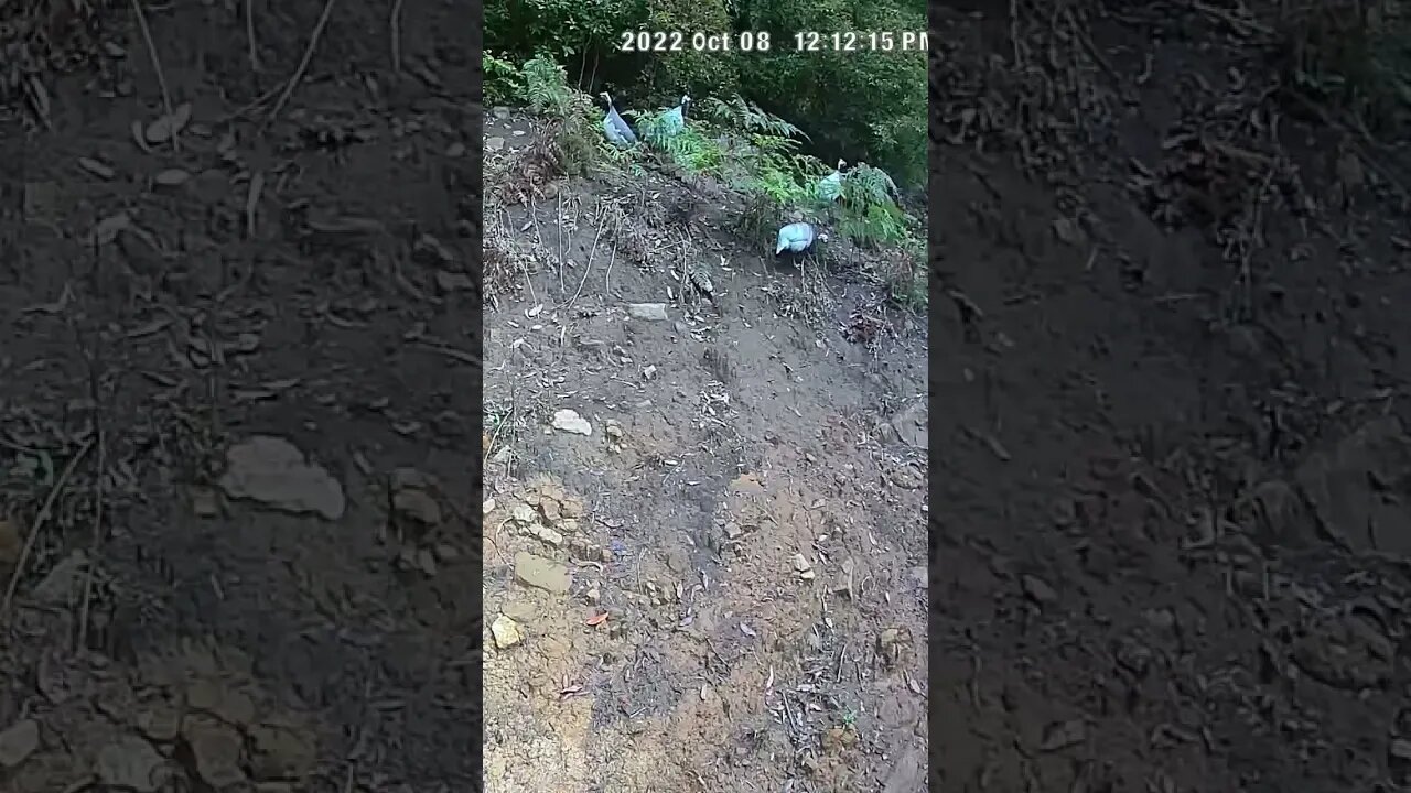 Guinea fowl alert sound - usually males