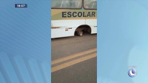 Sabinópolis: Ônibus com 25 Crianças perde as rodas numa Rodovia, não houve feridos.