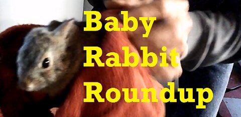 Baby Rabbit Roundup - Loose Bun in House After Escaping Cat Clutches