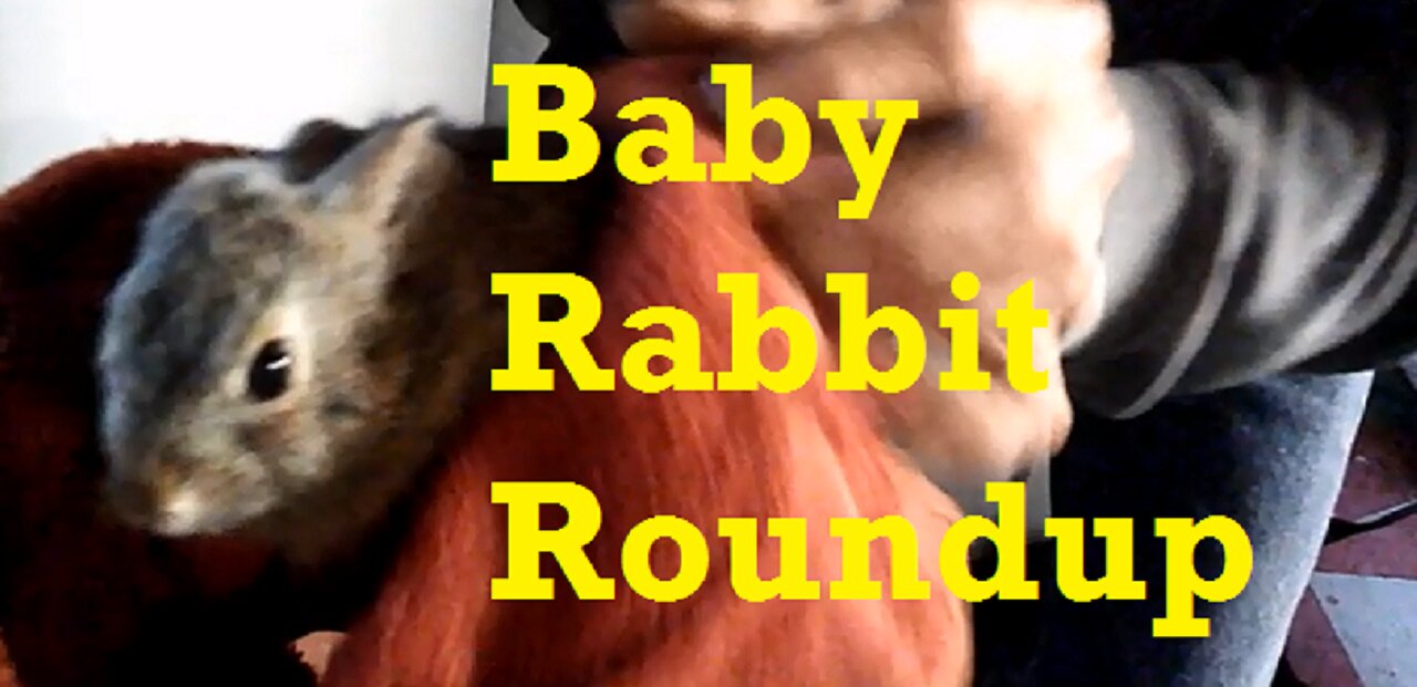 Baby Rabbit Roundup - Loose Bun in House After Escaping Cat Clutches