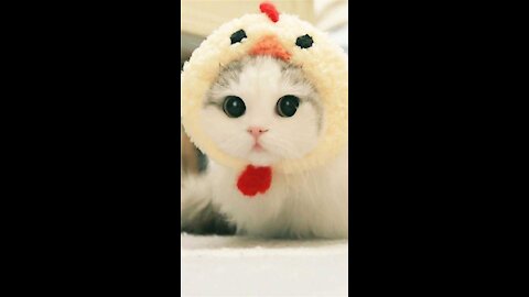 Funny and Cute Cat's