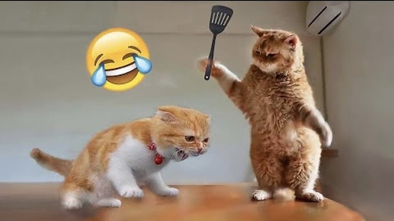 Funny Animal video