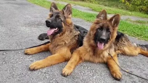 WHY.ARE.YOU.SO.CUTE??? #Puppy #Dogs #Shorts #Puppyvideo #Shortvideo #dog #doglover #cutedog #puppylo
