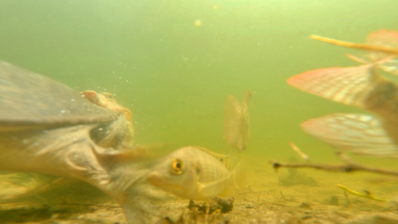 Dropping a Gopro in a florida retention pond