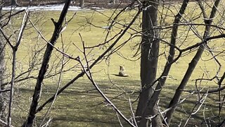 Coyote chilling catching some rays