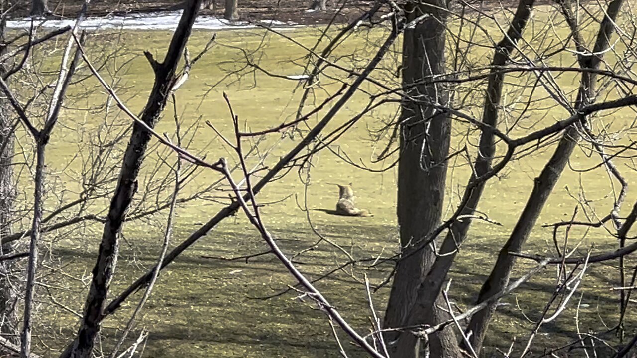 Coyote chilling catching some rays