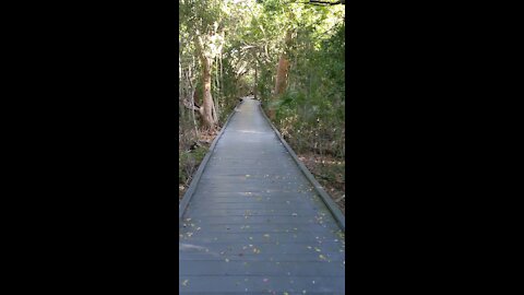 Calusa Shell Mound Trail