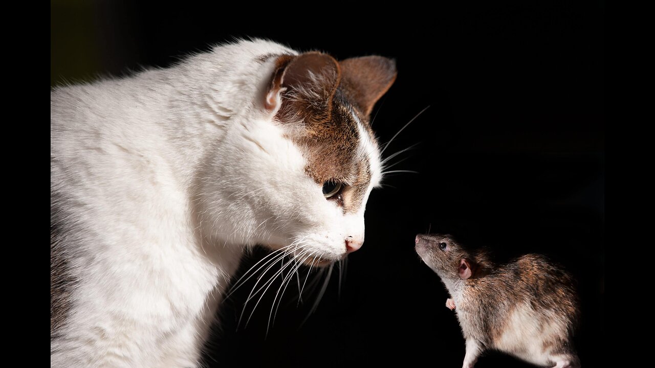 Cat 🐈 😻 🐈‍⬛️ vs rat 🐀 🐁 🐭