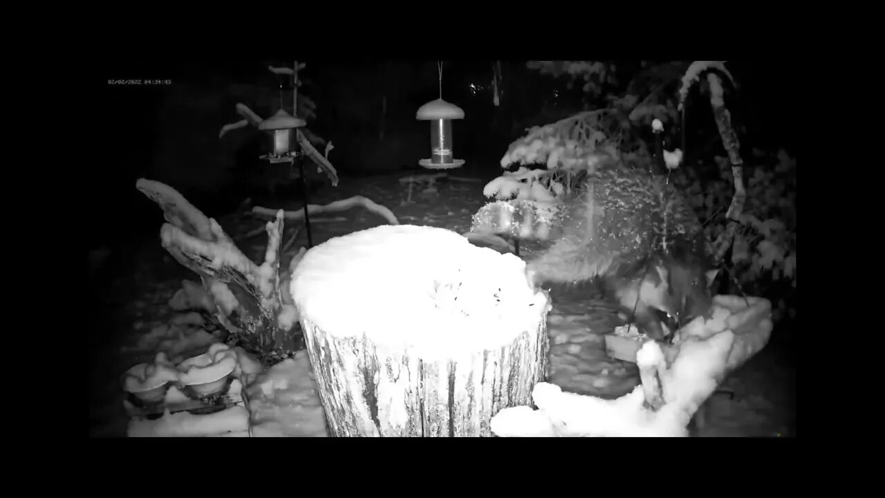 Wildlife Feeder Time-lapse During Snow Storm