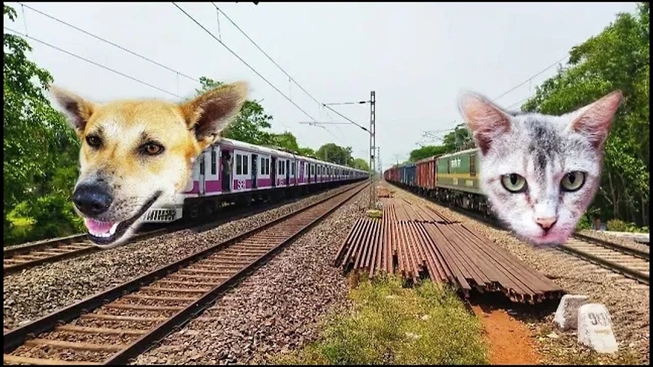 DOG & CAT Headed Train : Amazing Crossing Dog ICF Emu Train & Cat Freight Train