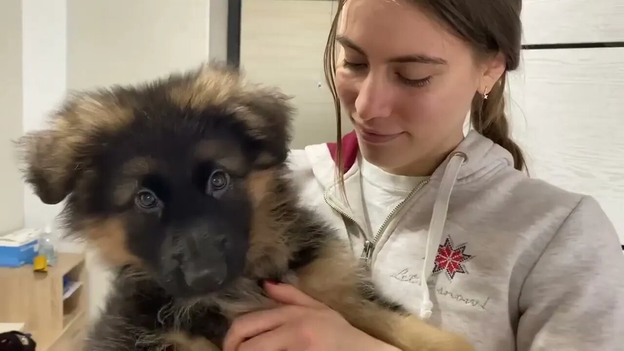 My New German Shepherd Puppy: The First 3 Months at Home