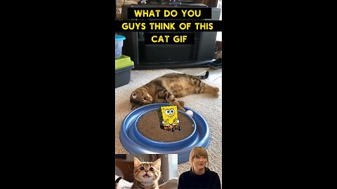 Cute Cat Gif