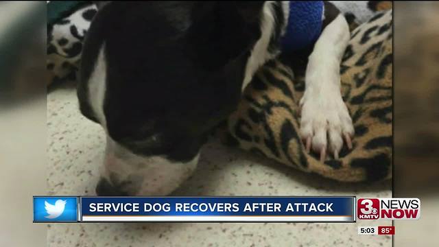 Donations pour in for dog attacked by second dog