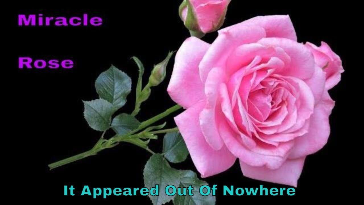 Miracle Rose - It Suddenly Appeared Out Of Nowhere