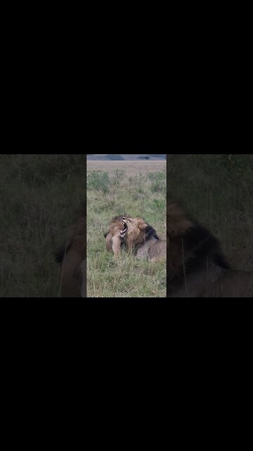 Wildlife Sightings Today 18/12/22 (Lions, Cheetah, etc) | Lalashe Maasai Mara | #shorts