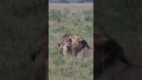 Wildlife Sightings Today 18/12/22 (Lions, Cheetah, etc) | Lalashe Maasai Mara | #shorts