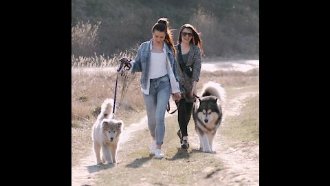 Two Women Walking Their Dogs Outdoor