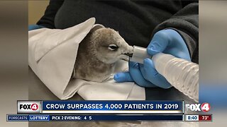 CROW admits its 4,000 patient of the year