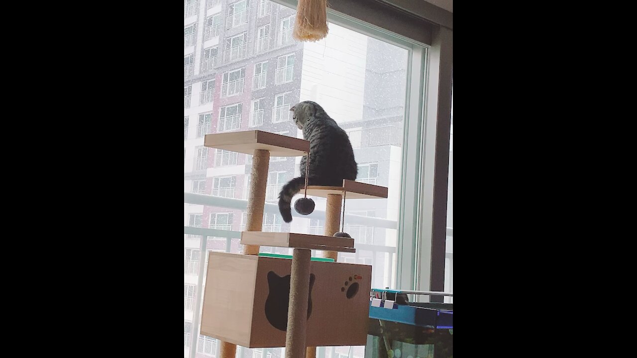 mood cat with snow