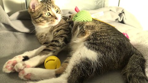 This Cat Is too Lazy to Play with His Many Toys