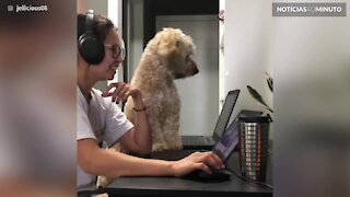 Cão tenta participar no teletrabalho da dona