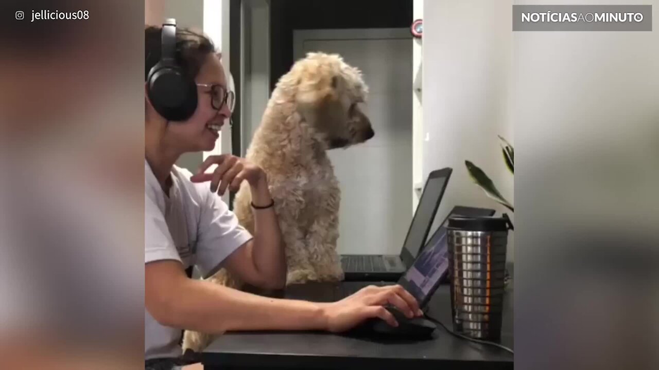 Cão tenta participar no teletrabalho da dona