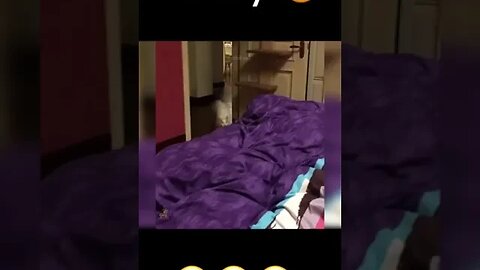 CAT VIDEO