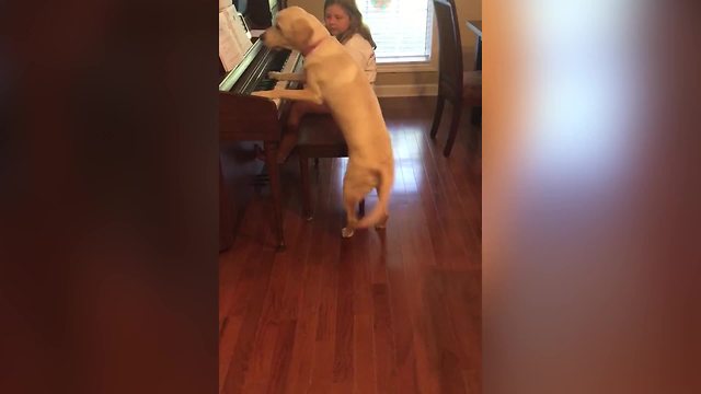 "Funny Dog Learns to Play the Piano and Gets Treats"