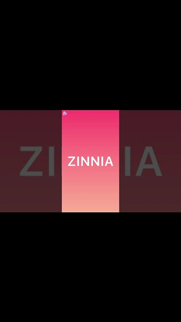 Zinnia Network and Smart contracts