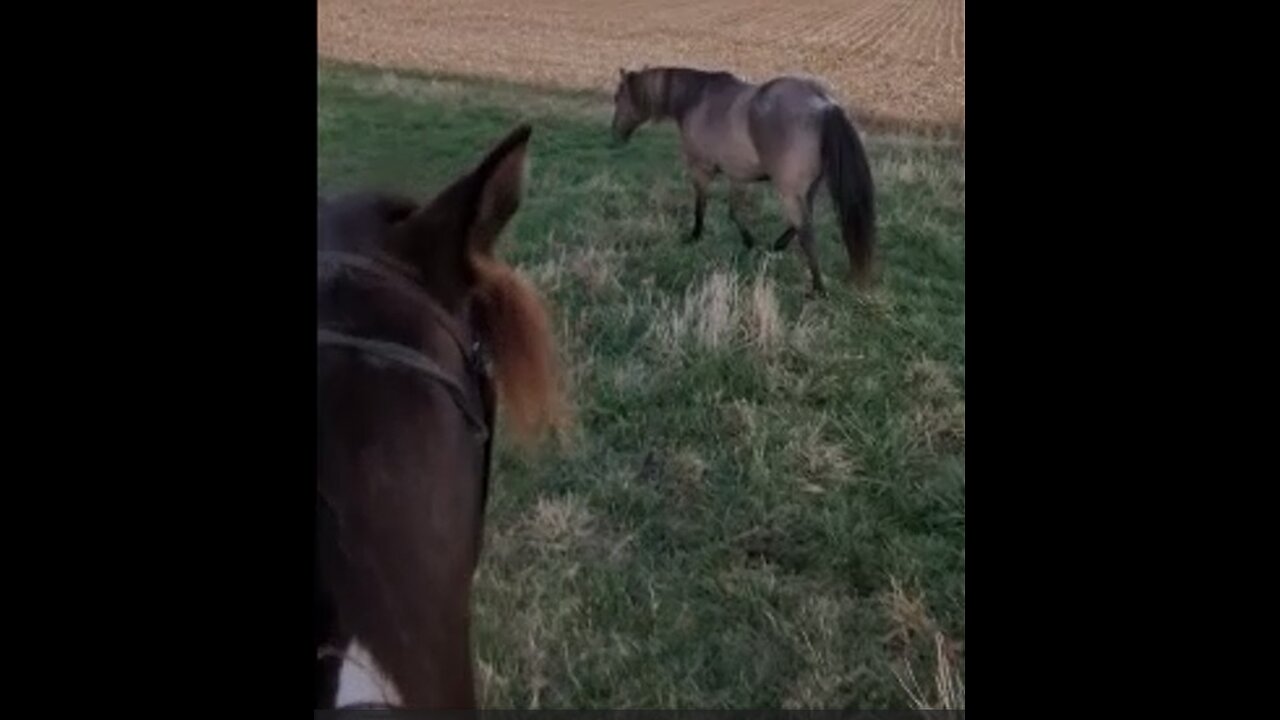 Nash - gentle herding - 2 Nov 2024