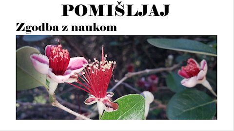 POMIŠLJAJ, resnična zgodba z naukom