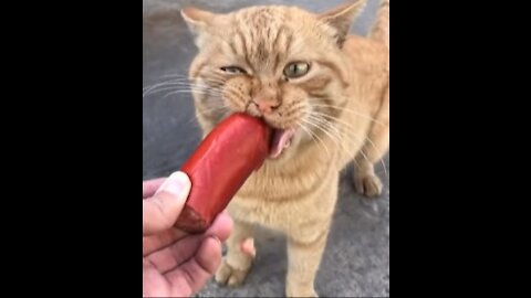 Funny cat eats sausage))))