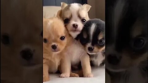 Puppy loves #pet #videos