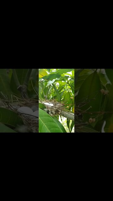 Ninho de pássaro #shorts #ninho #passaros