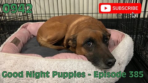 [0942] GOOD NIGHT PUPPIES - EPISODE 385 [#dogs #doggos #doggos #puppies #dogdaycare]