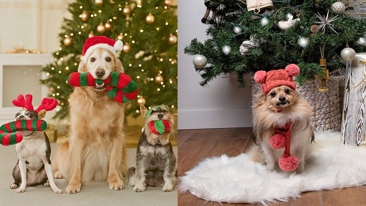 Christmas dog decorations