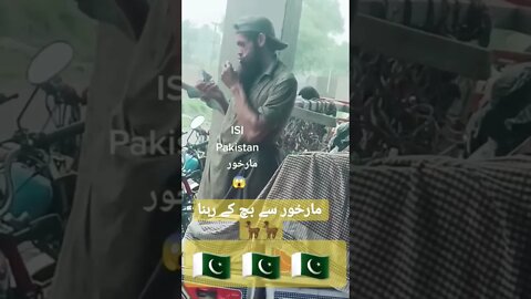 Markhoor isi #shorts #youtubeshorts