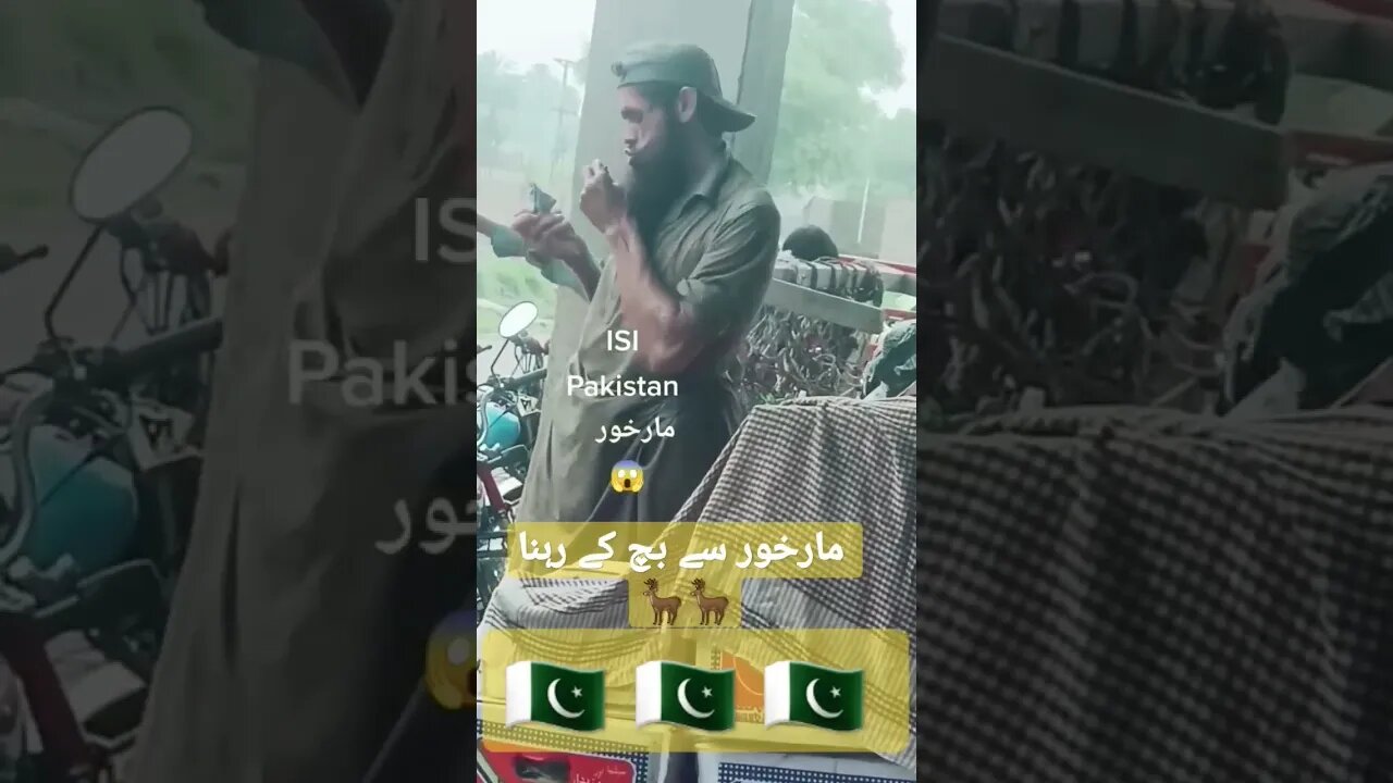 Markhoor isi #shorts #youtubeshorts
