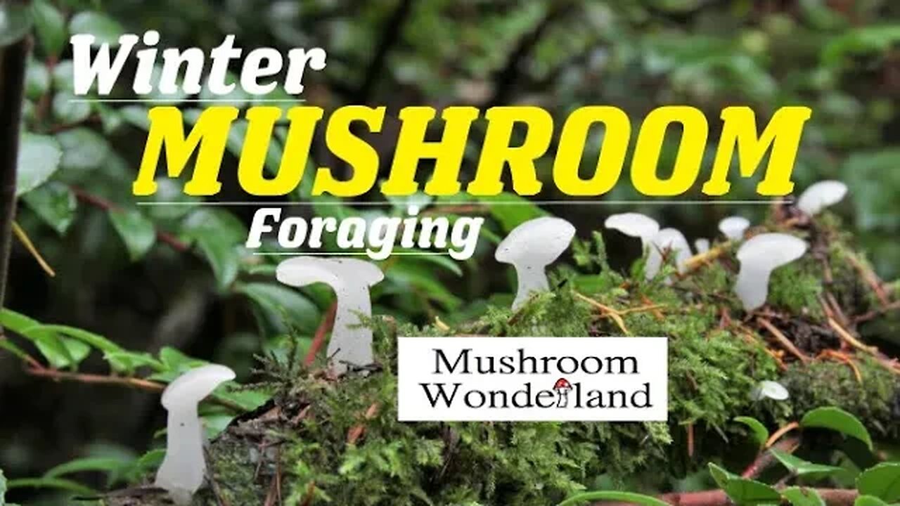 Winter mushroom Foraging