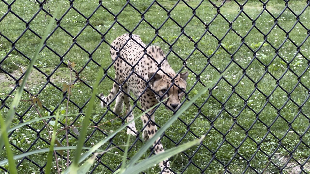 look at the tiger | zoo in america usa #zoo #lion #tiger #cheetah