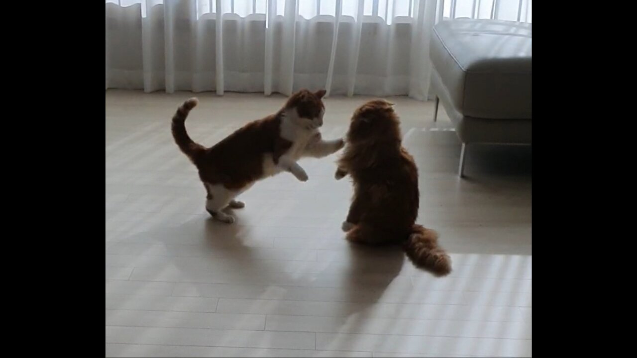 Cat fight, cat punch