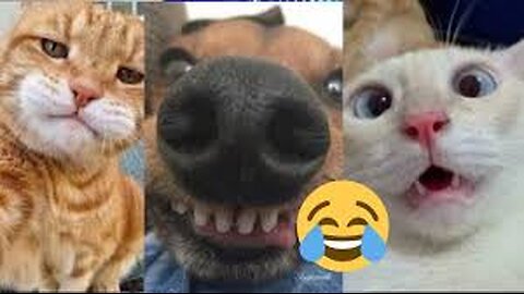 Funny Animals 🤣 Compilation 2023