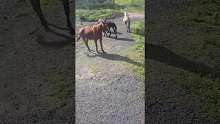 Brumby herd leader makes mare move