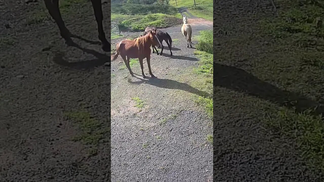 Brumby herd leader makes mare move