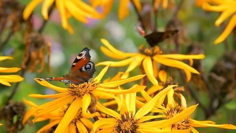 Butterflies on yellow late summer flowers