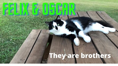 Felix and Oscar