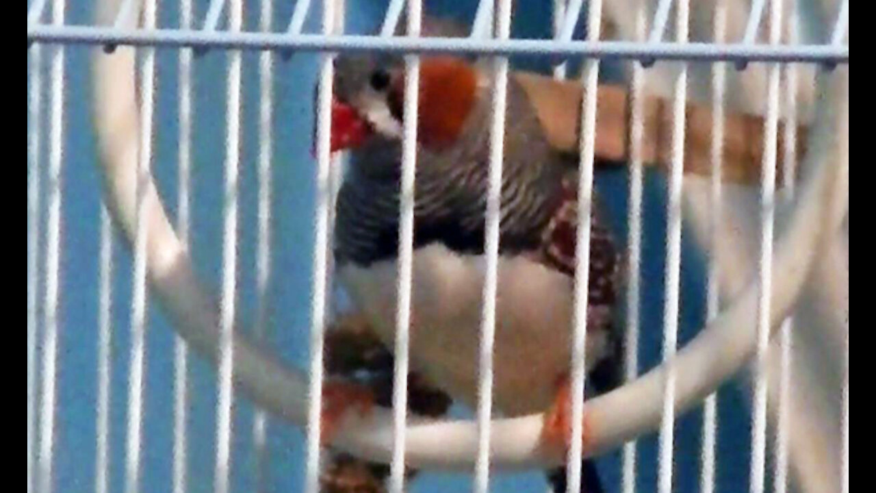 IECV PBV #95 - 👀 Jumper In His Loop Swing Just Enjoying The Day 11-22-2018