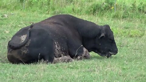 Why does this cow have flies on it