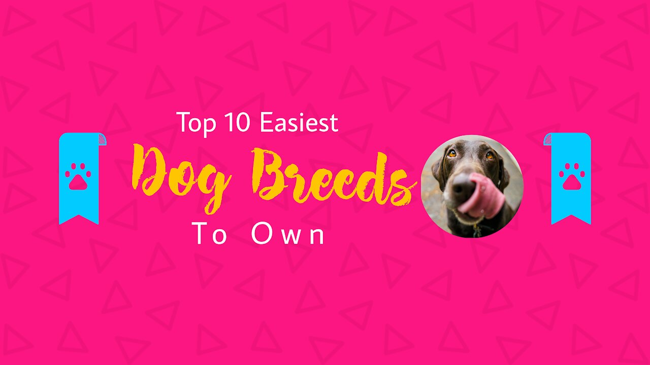 The Easiest Dog Breeds To adopt