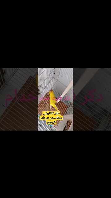 طائر كاكاريكي ميطاسيون بورطور كريمينو